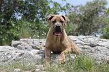 CANE CORSO 061